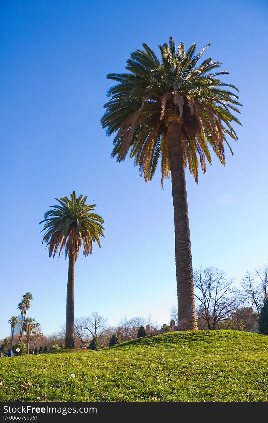 Two palm with green grass and blue sky. Two palm with green grass and blue sky