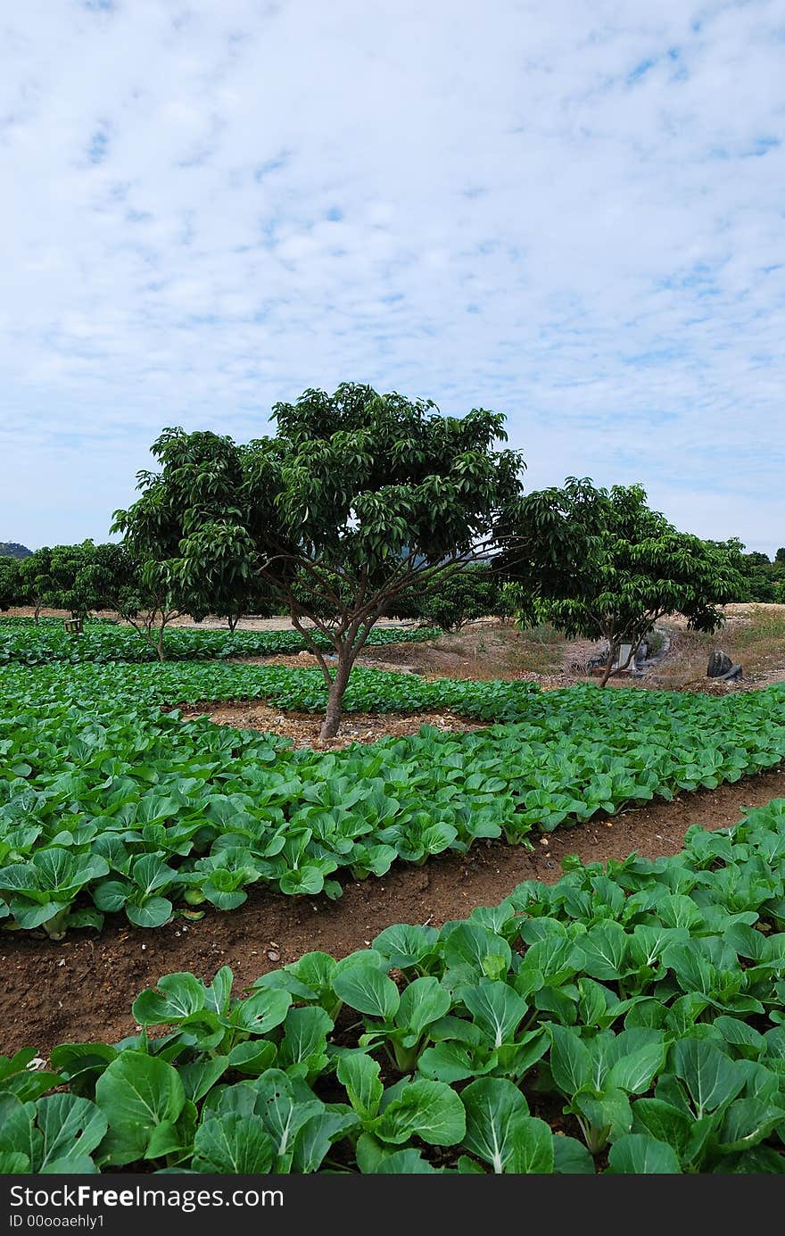 Scenery of village