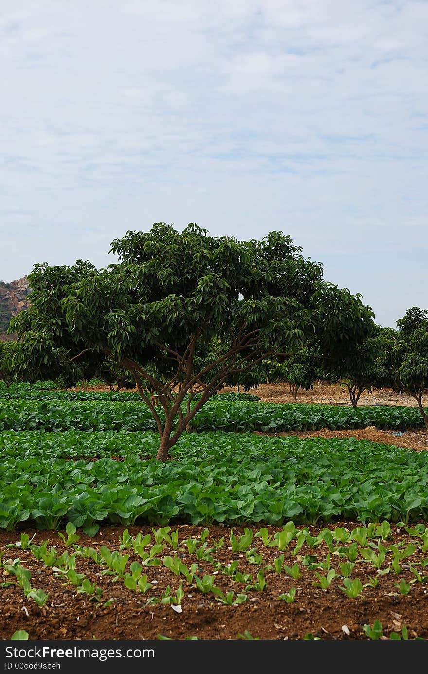 This is a scenery of village in the south of China. This is a scenery of village in the south of China.