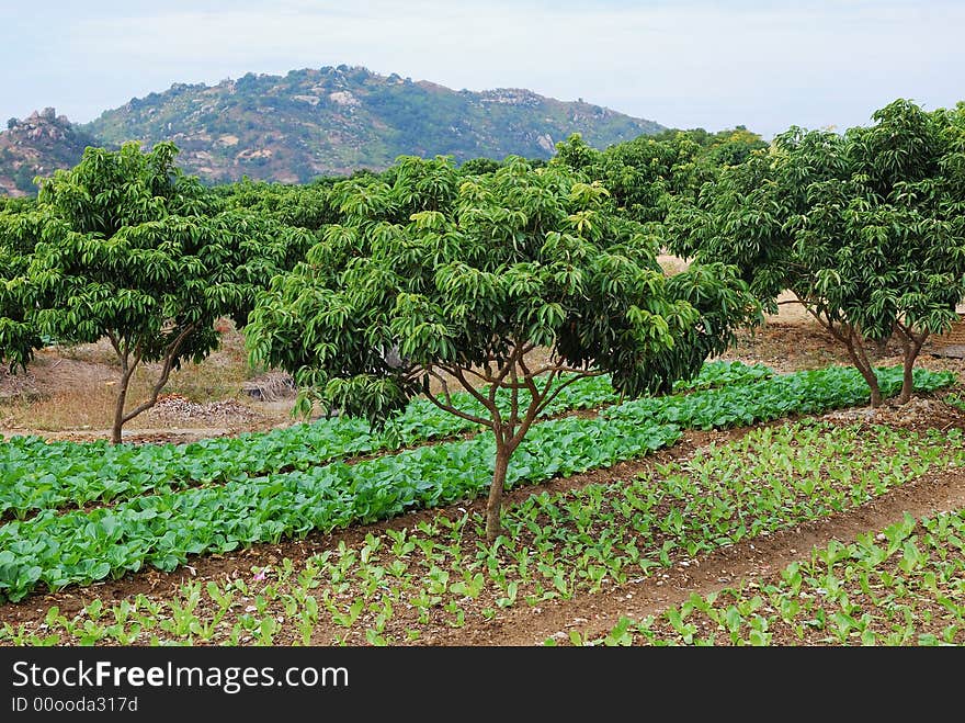 This is a scenery of village in the south of China. This is a scenery of village in the south of China.