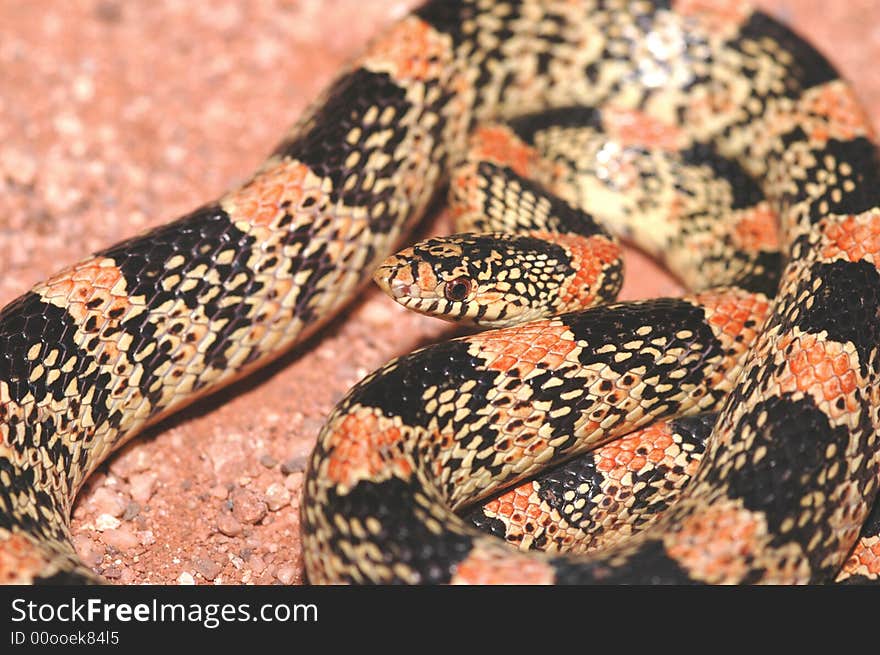 A colorful and interesting image of a longnose snake from Arizona. A colorful and interesting image of a longnose snake from Arizona.