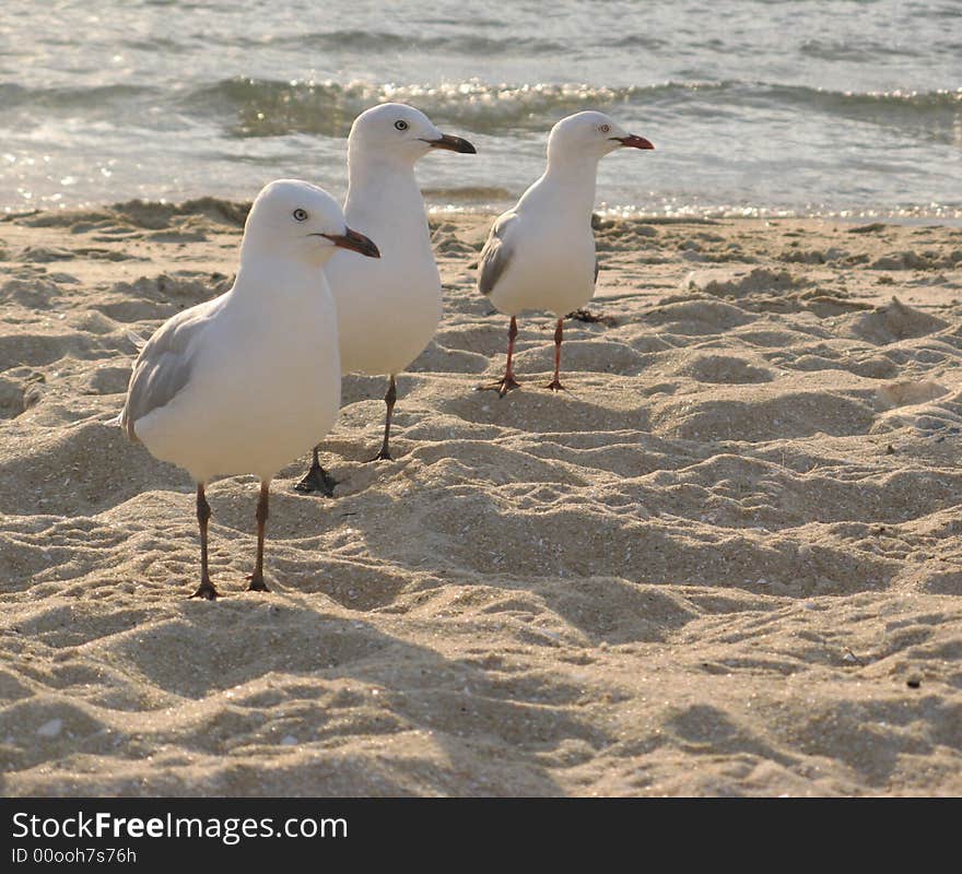 Three seagulls standing on the beach, watching in the same direction. Three seagulls standing on the beach, watching in the same direction