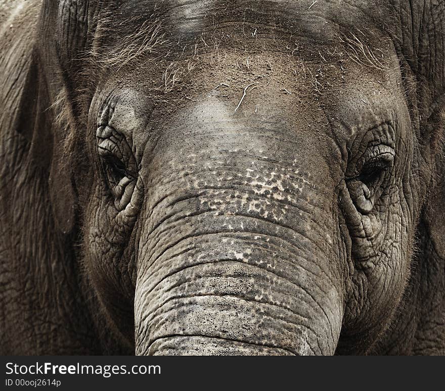 Close up of a female Asian Elephant (Elephas maximus). Santa Barbara Zoo, Santa Barbara, California, the United States. Close up of a female Asian Elephant (Elephas maximus). Santa Barbara Zoo, Santa Barbara, California, the United States.