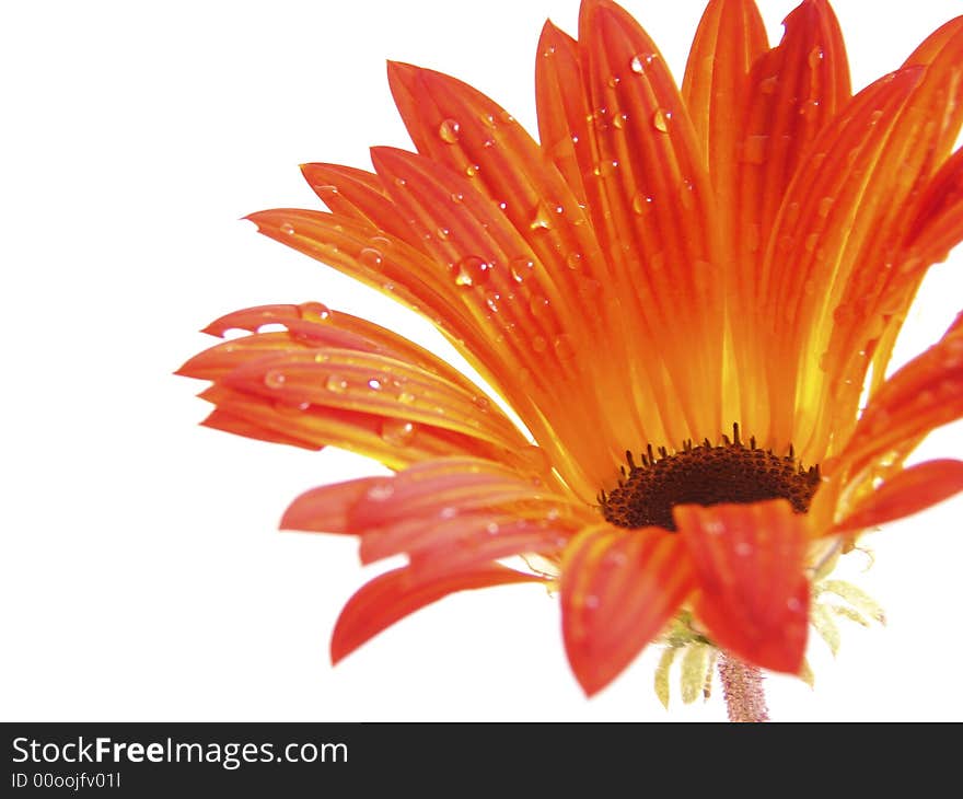 Closeup of Orange daisy with water drops on pure white background