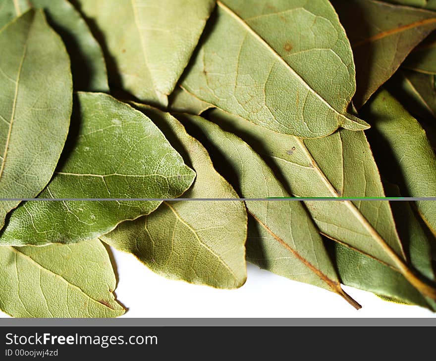 Macro bay leaves spice for cooking