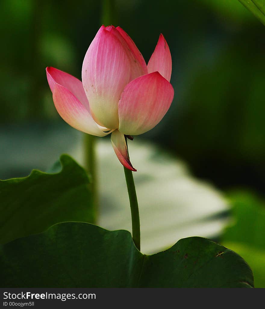 BEAUTIFUL LOTUS IN PINK COLOR