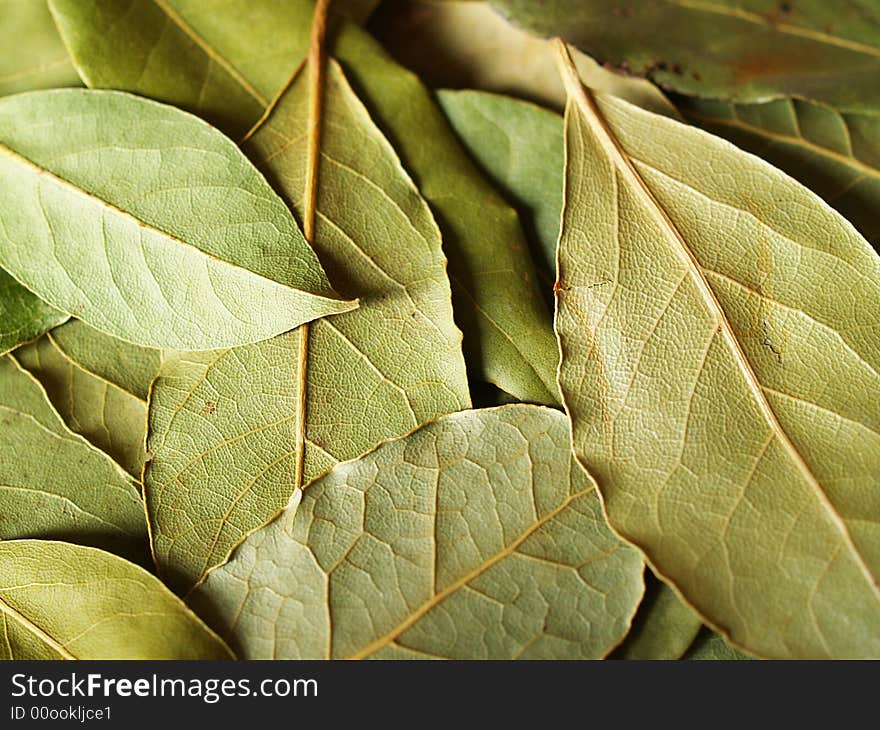 Macro bay leaves