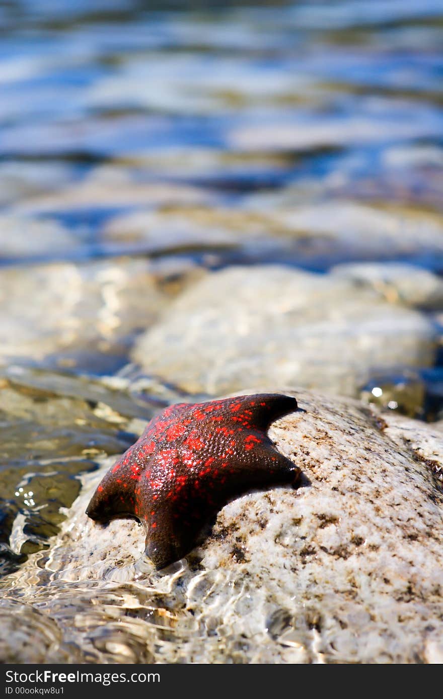 Russia. Sea reserve. A starfish laying on a stones, blue water on a beauty blur backgroung. Russia. Sea reserve. A starfish laying on a stones, blue water on a beauty blur backgroung.