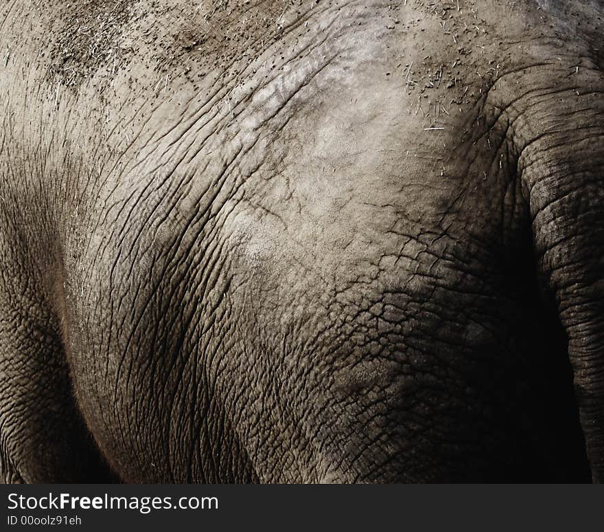 Close up of a female Asian Elephant (Elephas maximus). Santa Barbara Zoo, Santa Barbara, California, the United States. Close up of a female Asian Elephant (Elephas maximus). Santa Barbara Zoo, Santa Barbara, California, the United States.