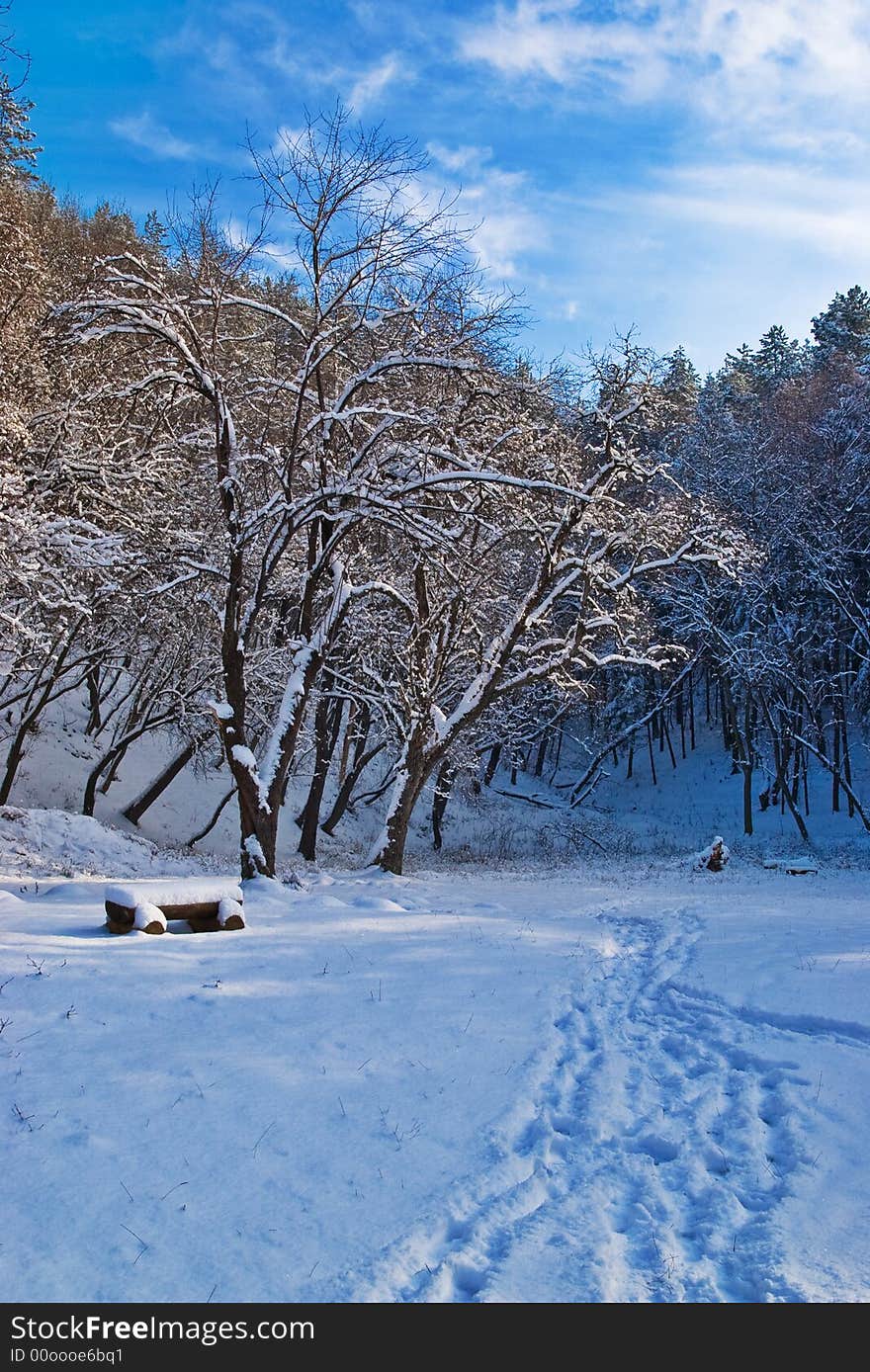 Path in Snow to the Forest