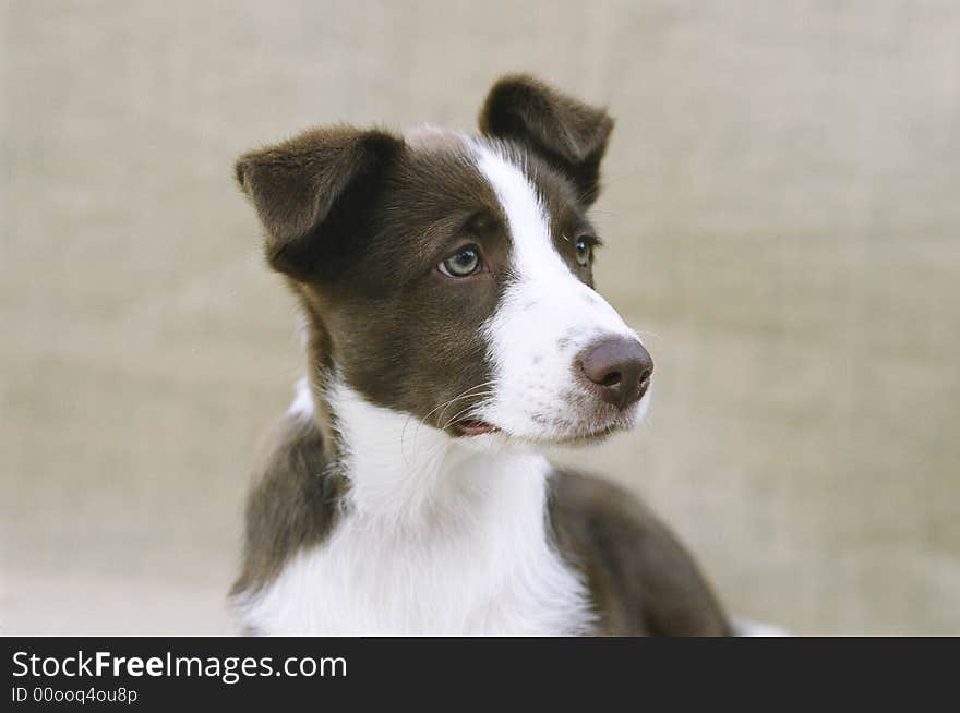 Chocolate and white colored dog with searching eyes. Chocolate and white colored dog with searching eyes