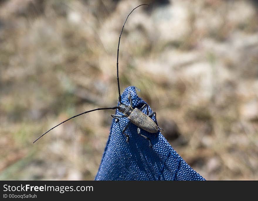 Capricorn beetle