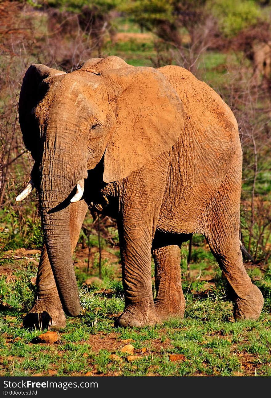 Elephant taken in Pilanesburg game reserve near Sun City in South Africa. Elephant taken in Pilanesburg game reserve near Sun City in South Africa.