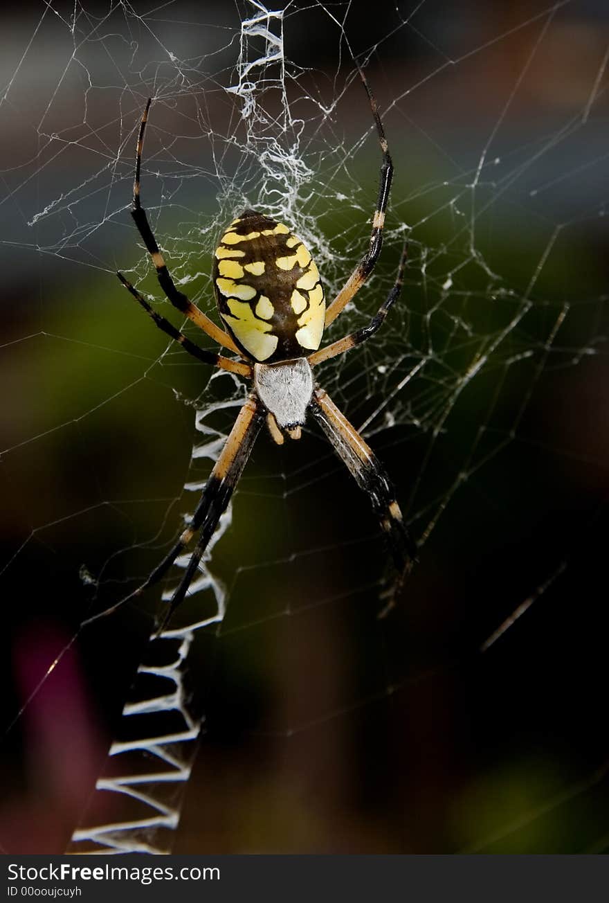 Black and yellow garden spider