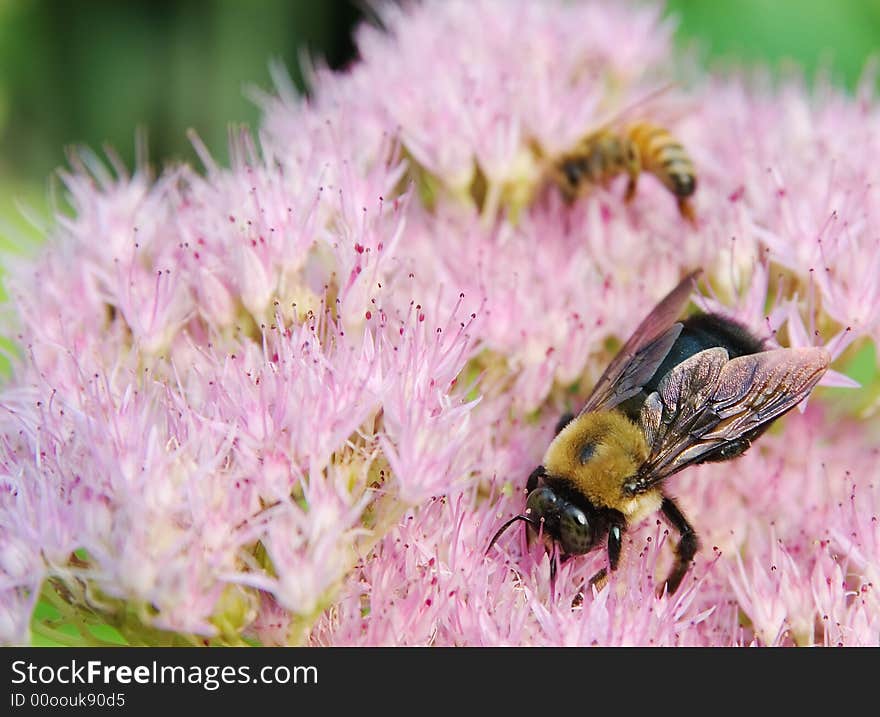 Bee collecting pollen off a red flower. Bee collecting pollen off a red flower