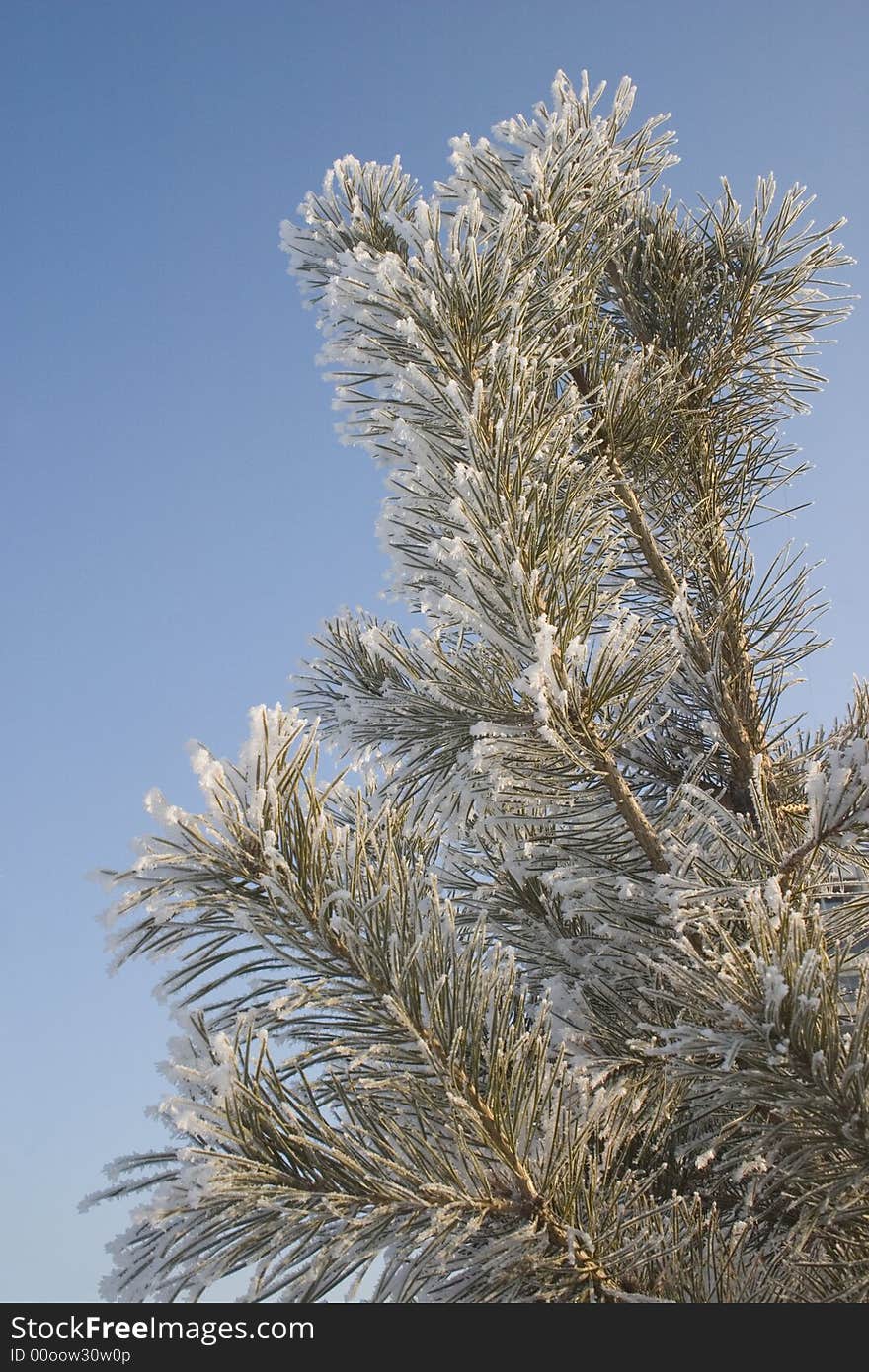 A part of snow tree under the blue sky