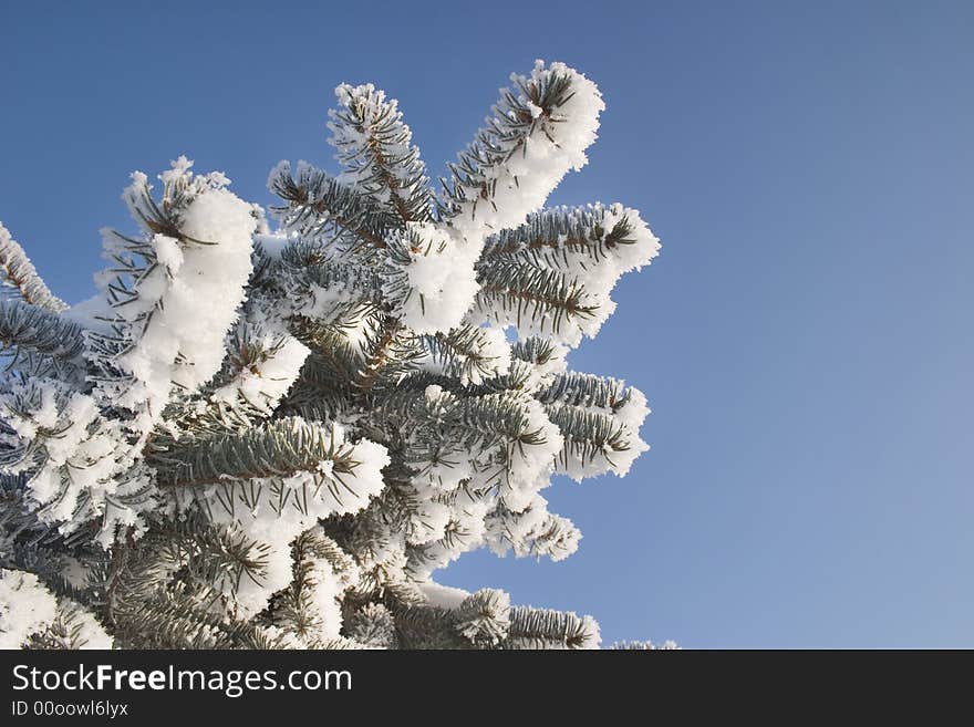 A part of snow tree under the blue sky background