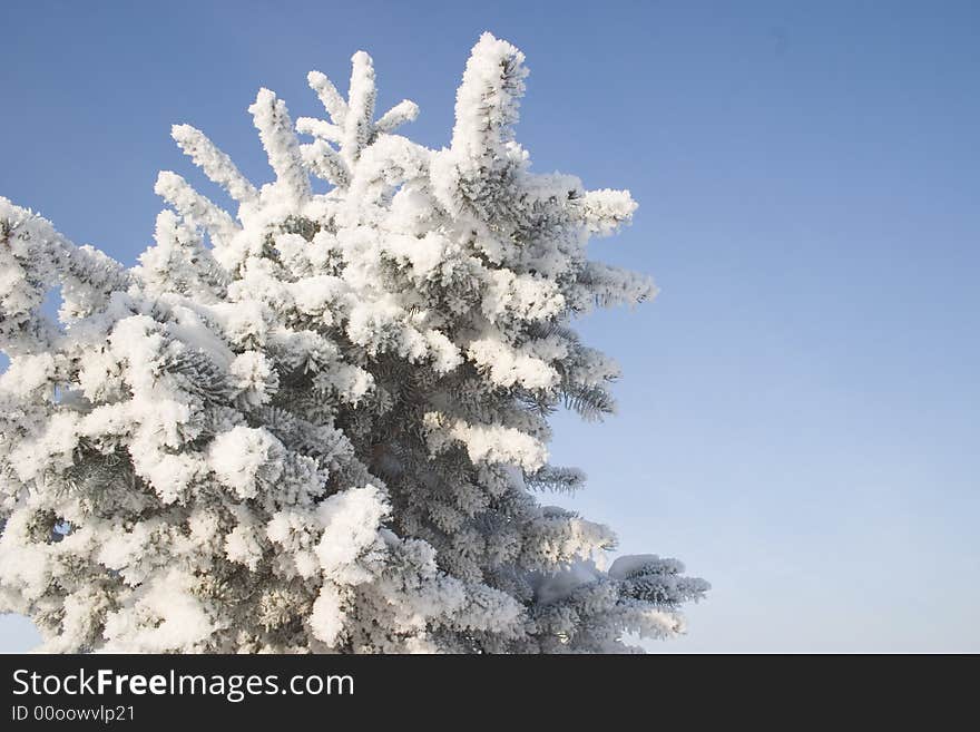 A part of snow tree under the blue sky background