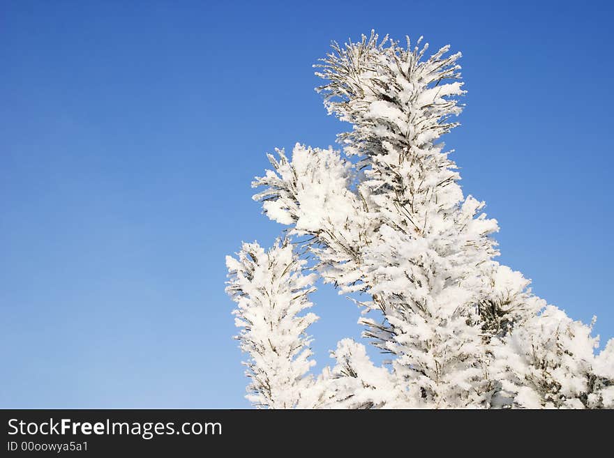 A part of snow tree under the blue sky