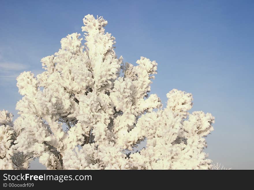 A Part Of Snow Tree Under The Blue Sky