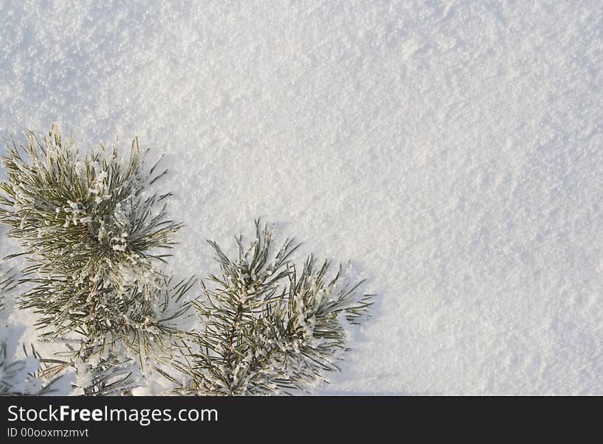 A part of snow tree under the white snow background