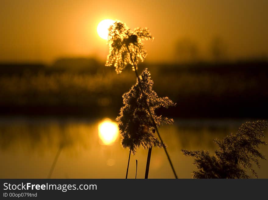 Gold reed