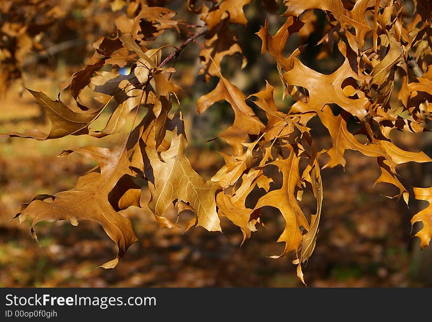 Brown leaves at autumn. Sochi.