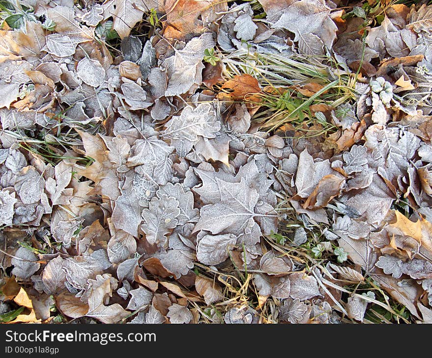 Leaves covered in frost