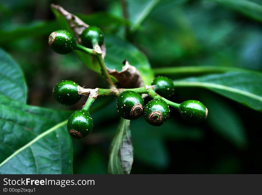 Fruit In Golden Lake