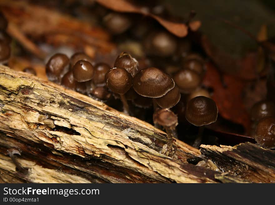 Mushrooms in forest, close - up shot