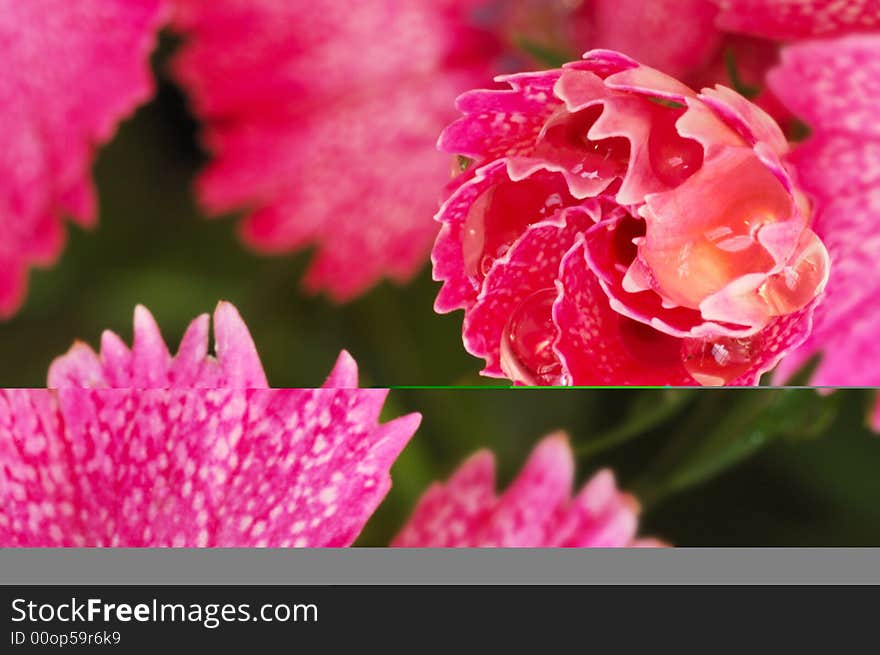 Some drops cling to the flower. Some drops cling to the flower.