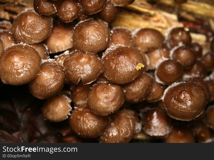 Mushrooms in forest, close - up shot