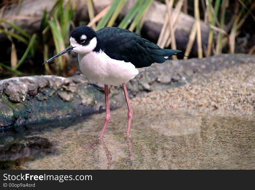 The Black-Necked Stilt is found in the San Francisco Bay wetlands, California. The Black-Necked Stilt is found in the San Francisco Bay wetlands, California