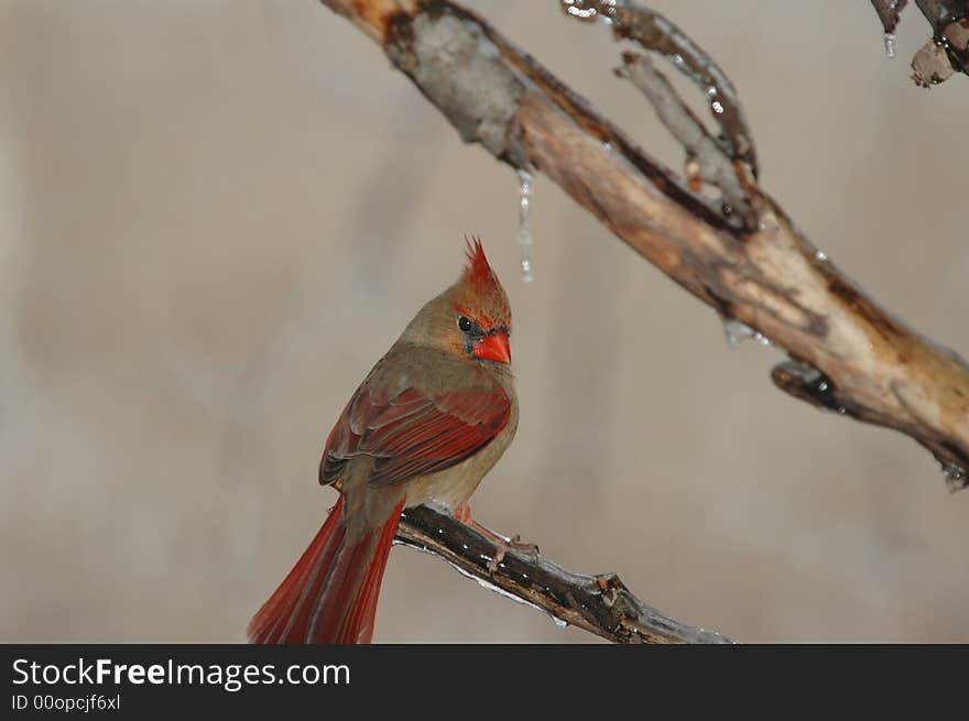 Female Cardinal