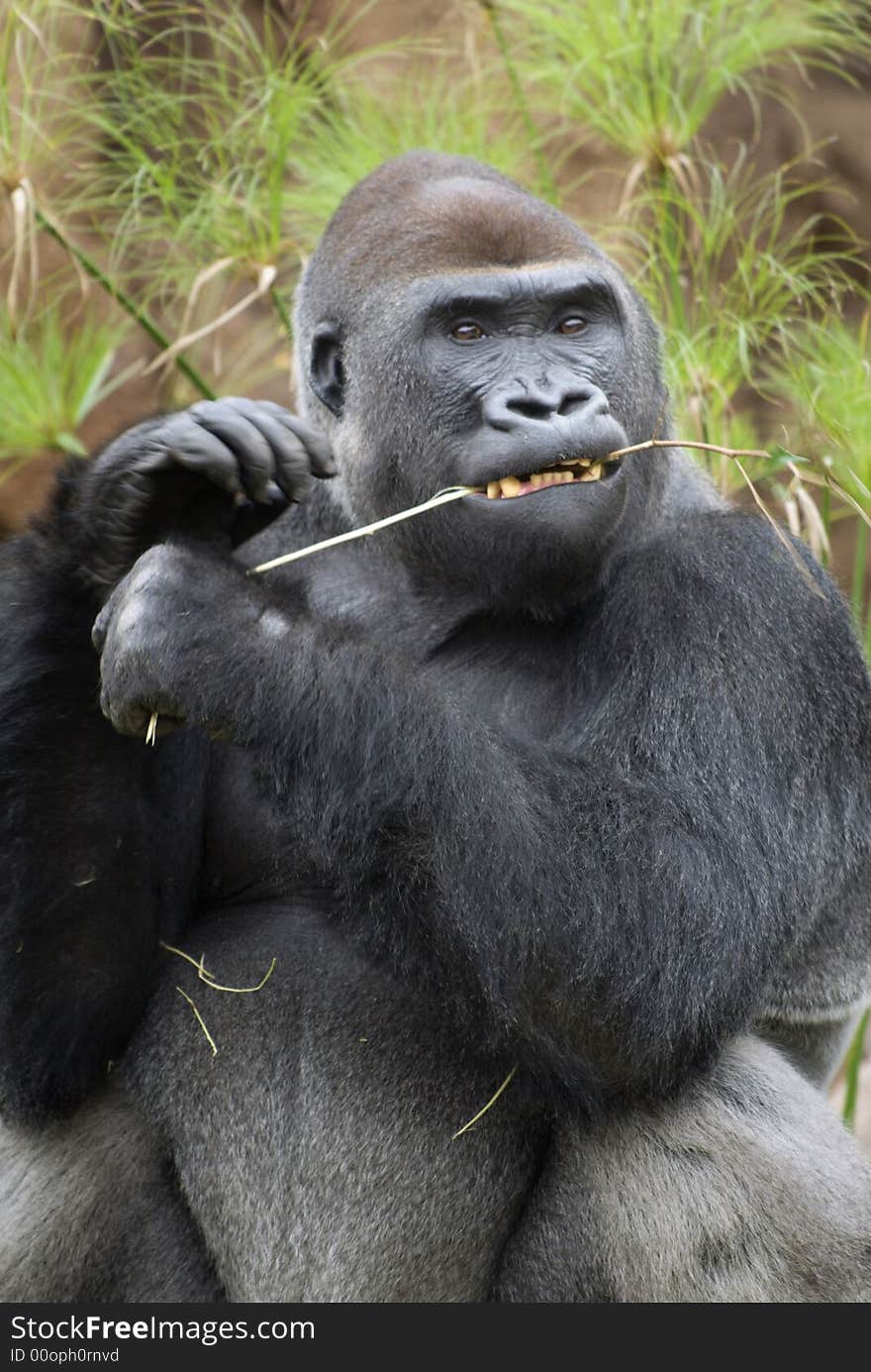 Gorilla