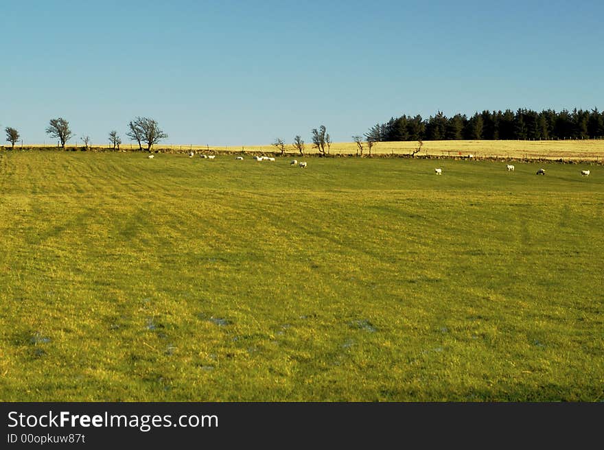 Sheep grazing on a cold Winter's day. Sheep grazing on a cold Winter's day.