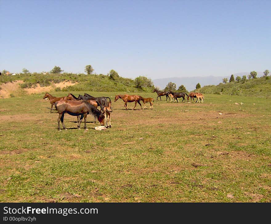 Horses in mountains. Uzbekistan, Chimgan region, spring 2006