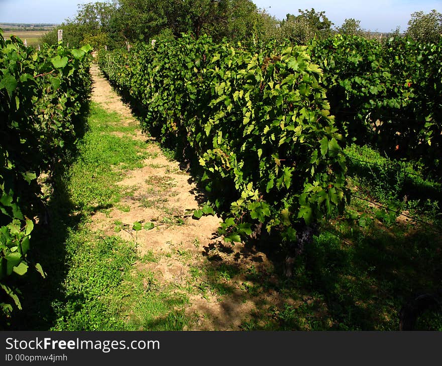 Vineyard