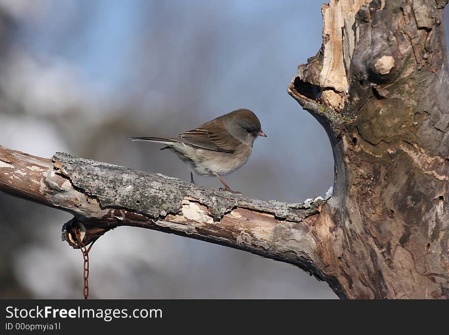 Photo of a Junco resting on a tree limb. Photo of a Junco resting on a tree limb.