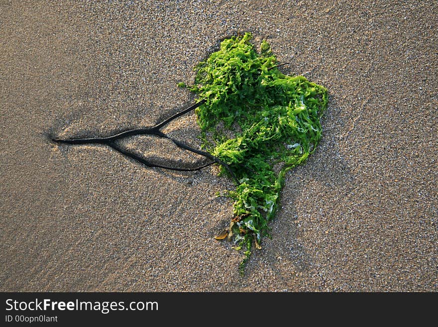 Sea weed tree