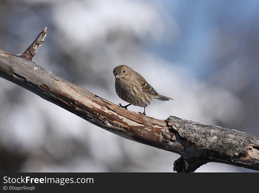 Photo of a sparrow resting on a tree limb.