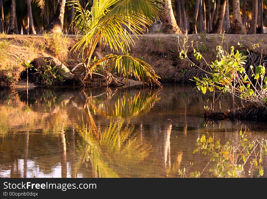 Caribbean jungle