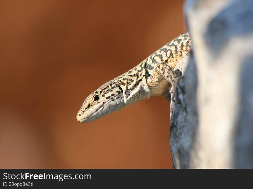 Lizard sitting on a rock in the sun