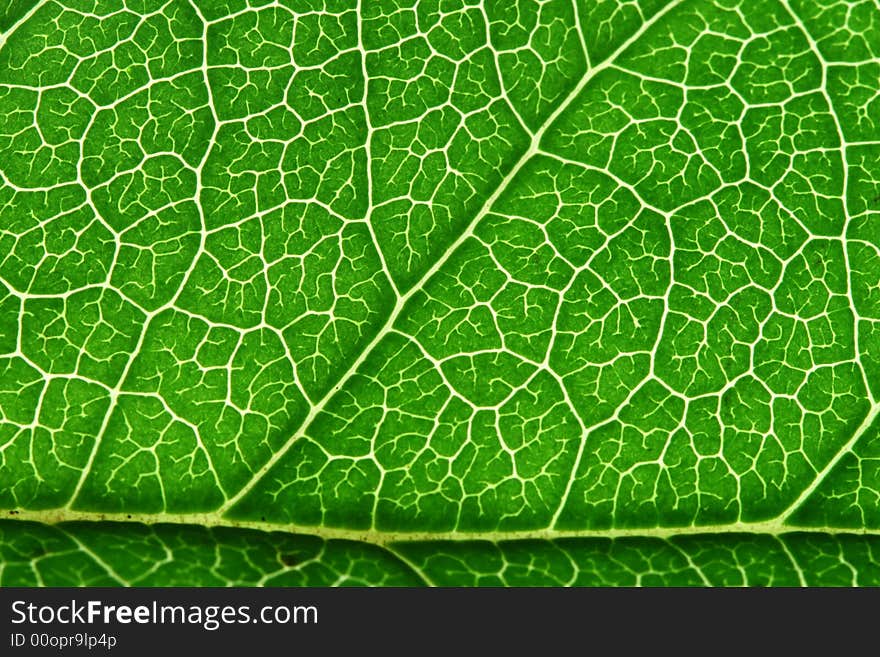 A macro shot of a green leaf