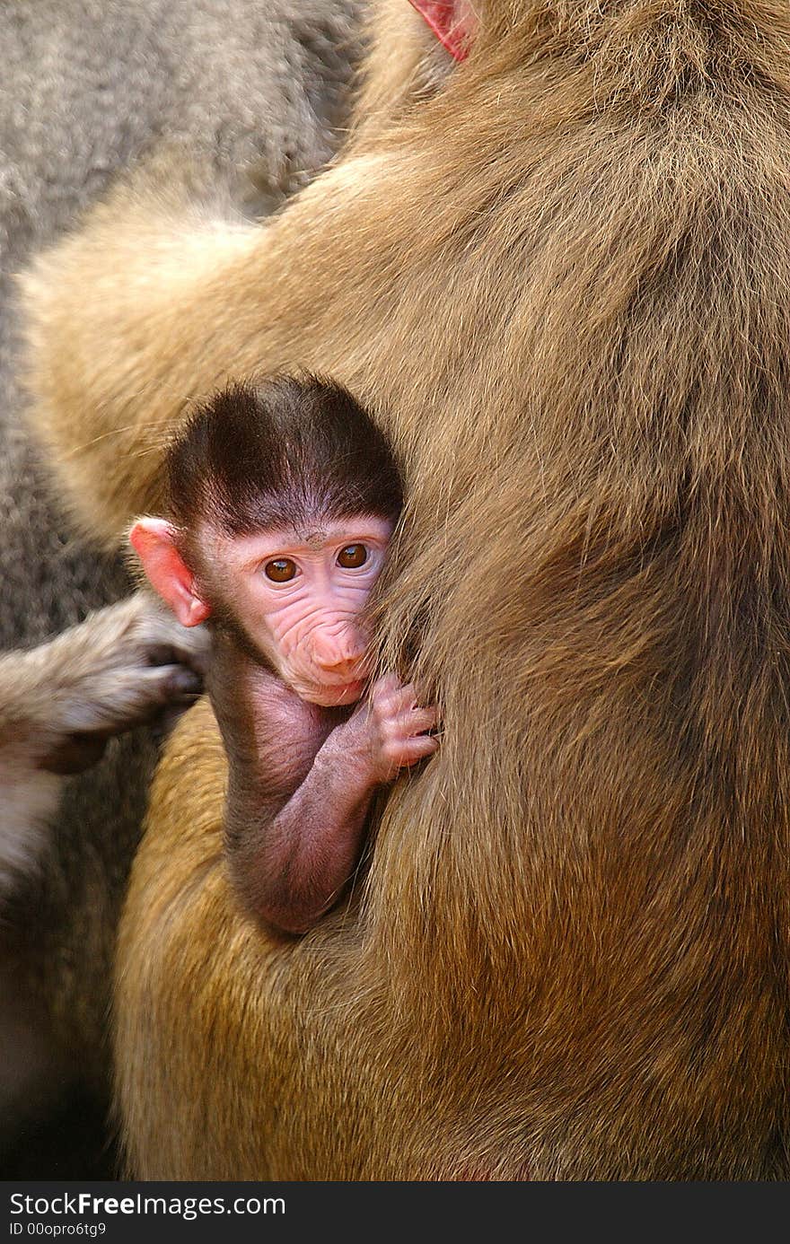 Hamadryas Baboon