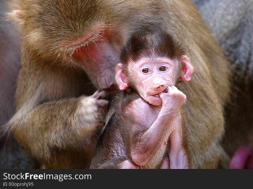 Hamadryas Baboon