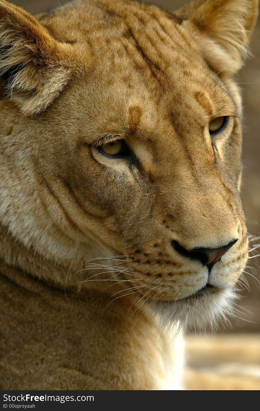 A shot of a female lion. A shot of a female lion