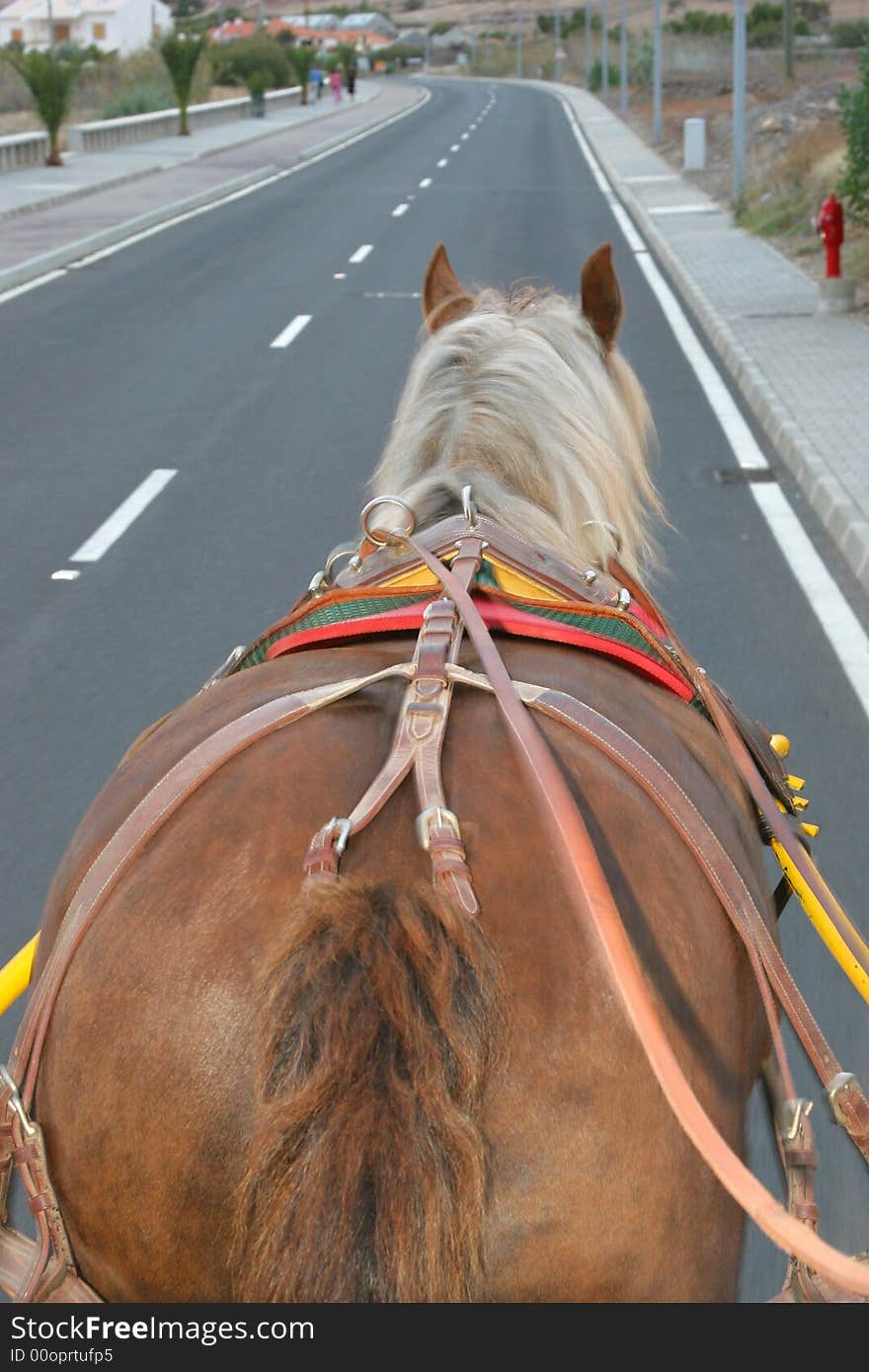 View of a horse walking on the road. View of a horse walking on the road