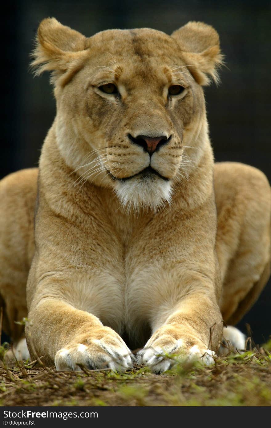 A shot of a female lion. A shot of a female lion