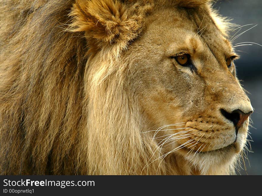 A shot of a male lion. A shot of a male lion